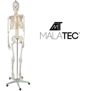 Human skeleton - 170cm Malatec 22583 (WNDR16981)