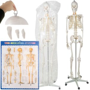 Human skeleton - 170cm Malatec 22583 (WNDR16981)