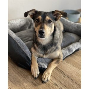 Durable & Comfortable Dog Bed – Large, Washable & Insulated Pet Sleeping Mat (WNDR24288)