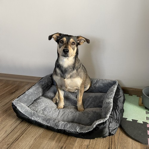 Durable & Comfortable Dog Bed – Large, Washable & Insulated Pet Sleeping Mat (WNDR24288) - Image 7