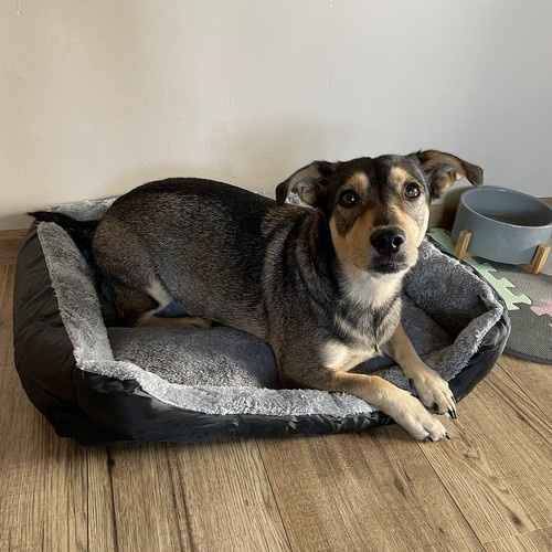 Durable & Comfortable Dog Bed – Large, Washable & Insulated Pet Sleeping Mat (WNDR24288) - Image 6