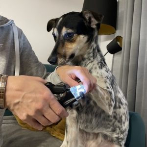 LED Nail Clippers for Dogs & Cats – Safe Pet Trimmer with File & Claw Catcher (WNDR24739)