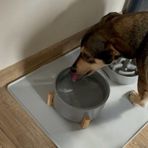 XXL Non-Slip Silicone Pet Feeding Mat – Waterproof and Easy to Clean (WNDR24295)
