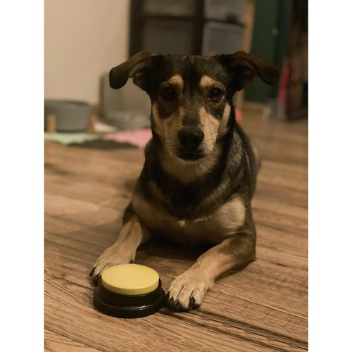 Talking Dog Buttons – Interactive Communication Training Set (WNDR24615) - Image 9