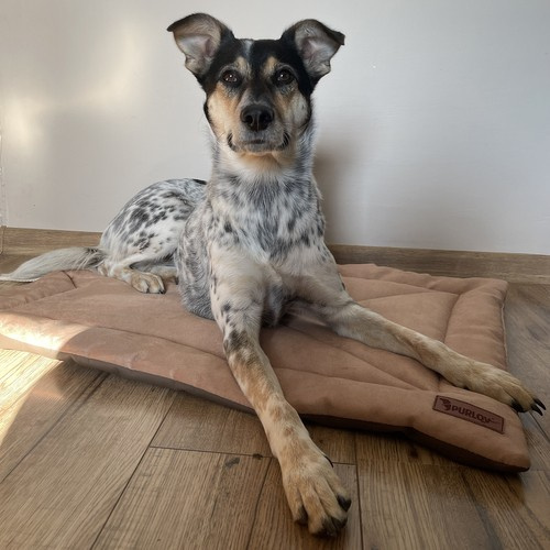 Comfortable, Soft, Waterproof, and Portable Pet Bed - Light Brown (WNDR24594) - Image 14
