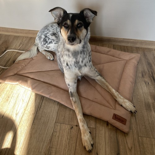 Comfortable, Soft, Waterproof, and Portable Pet Bed - Light Brown (WNDR24594) - Image 15
