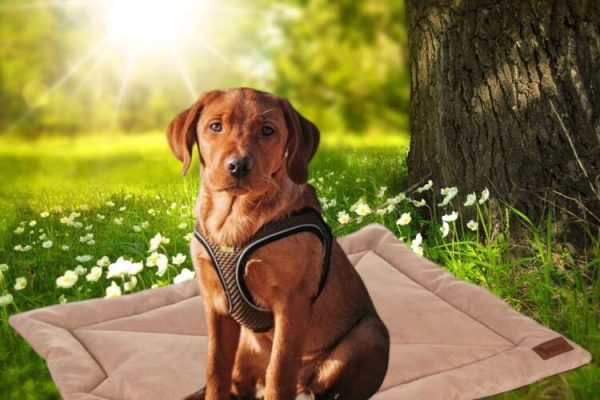 Comfortable, Soft, Waterproof, and Portable Pet Bed - Light Brown (WNDR24594) - Image 16