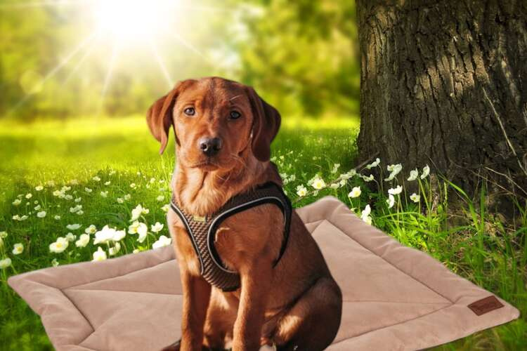 Comfortable, Soft, Waterproof, and Portable Pet Bed - Light Brown (WNDR24594) - Image 16