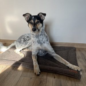 Comfortable, Soft, Waterproof, and Portable Pet Bed - Dark Brown (WNDR24593)