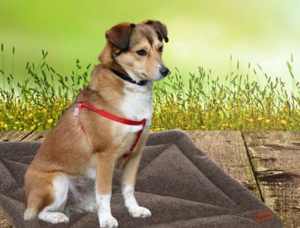 Comfortable, Soft, Waterproof, and Portable Pet Bed - Dark Brown (WNDR24593) - Image 10