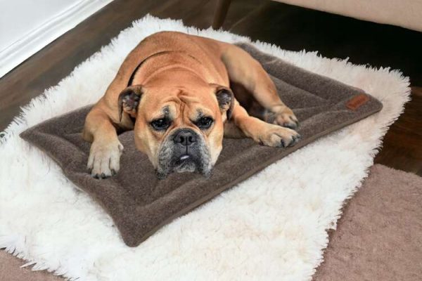 Comfortable, Soft, Waterproof, and Portable Pet Bed - Dark Brown (WNDR24593) - Image 11