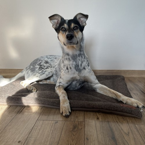 Comfortable, Soft, Waterproof, and Portable Pet Bed - Dark Brown (WNDR24593) - Image 14