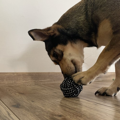 Large Dog Toy Set - 10 Interactive and Durable Toys (WNDR24388) - Image 5