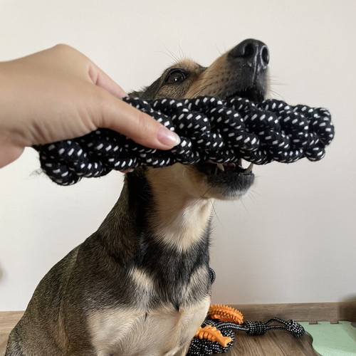 Large Dog Toy Set - 10 Interactive and Durable Toys (WNDR24388) - Image 7