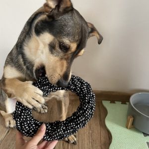 Large Dog Toy Set - 10 Interactive and Durable Toys (WNDR24388)