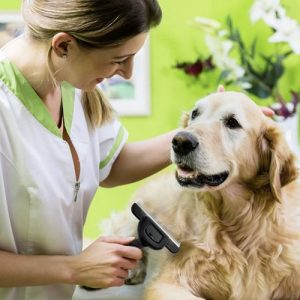 Universal Comb and Brush for Dogs and Cats (WNDR24261)