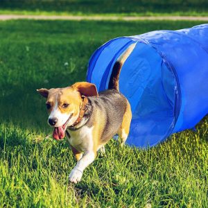 Maxxpro Dog Agility Tunnel – 3m - 6 Pegs for Secure Ground Attachment (EDC)