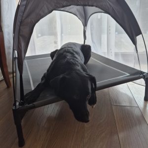 PURLOV XXL Covered Raised Dog Bed - Waterproof, UV-Resistant Canopy (WNDR25428)