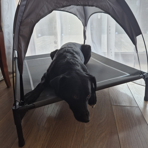 PURLOV XXL Covered Raised Dog Bed - Waterproof, UV-Resistant Canopy (WNDR25428) - Image 2