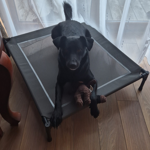 PURLOV XXL Covered Raised Dog Bed - Waterproof, UV-Resistant Canopy (WNDR25428) - Image 5