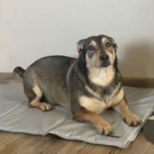 XL 90x50cm Cooling Gel Mat for Dogs & Cats – Foldable, Waterproof, Gray – by PURLOV (WNDR25531)