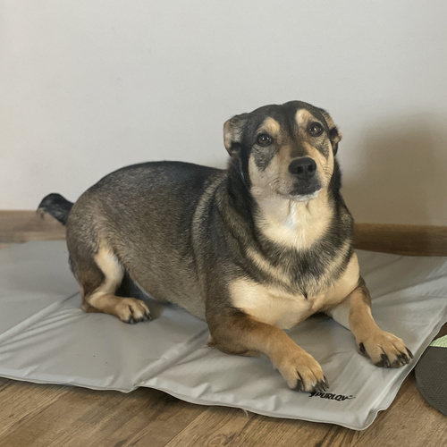 XL 90x50cm Cooling Gel Mat for Dogs & Cats – Foldable, Waterproof, Gray – by PURLOV (WNDR25531) - Image 2