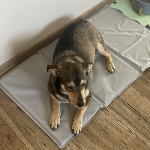 XL 90x50cm Cooling Gel Mat for Dogs & Cats – Foldable, Waterproof, Gray – by PURLOV (WNDR25531) - Image 5