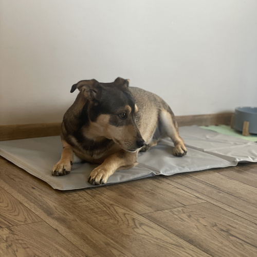 XL 90x50cm Cooling Gel Mat for Dogs & Cats – Foldable, Waterproof, Gray – by PURLOV (WNDR25531) - Image 6