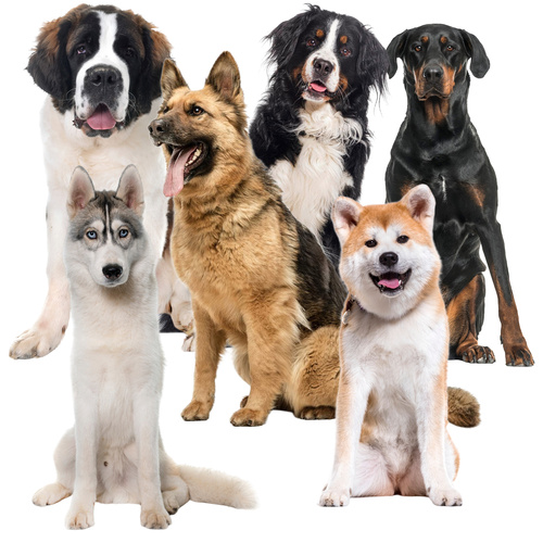 XXL 110x70cm Cooling Gel Mat for Dogs & Cats – Foldable, Waterproof, Safe for Pets, by PURLOV (WNDR25536) - Image 3